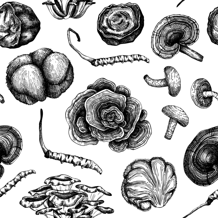 Medicinal mushroom seamless patte. Medicinal plants sketches. Hand-drawn vector illustrations. Chinese herbology background. NOT AI generated